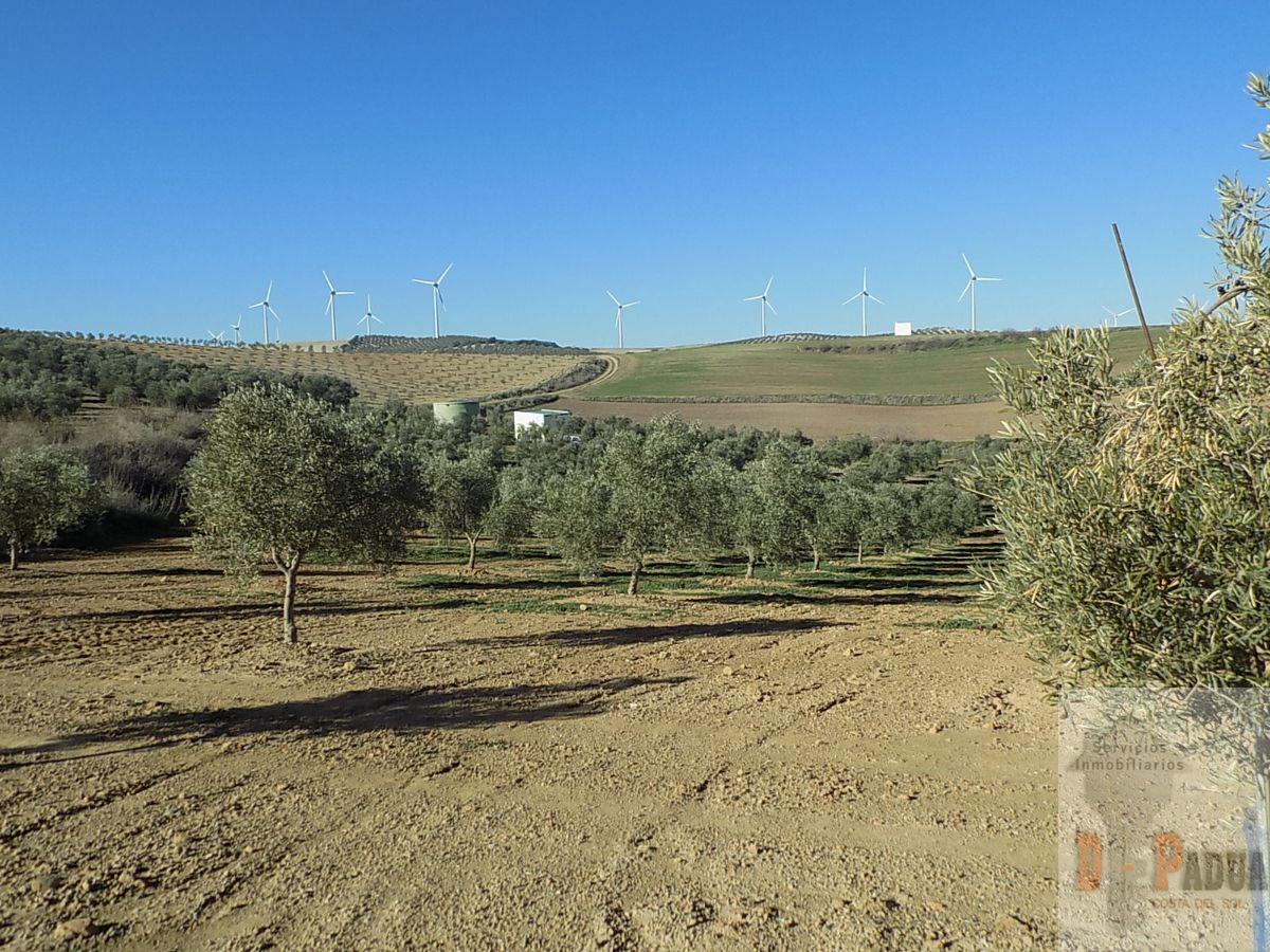 For sale of land in Campillos