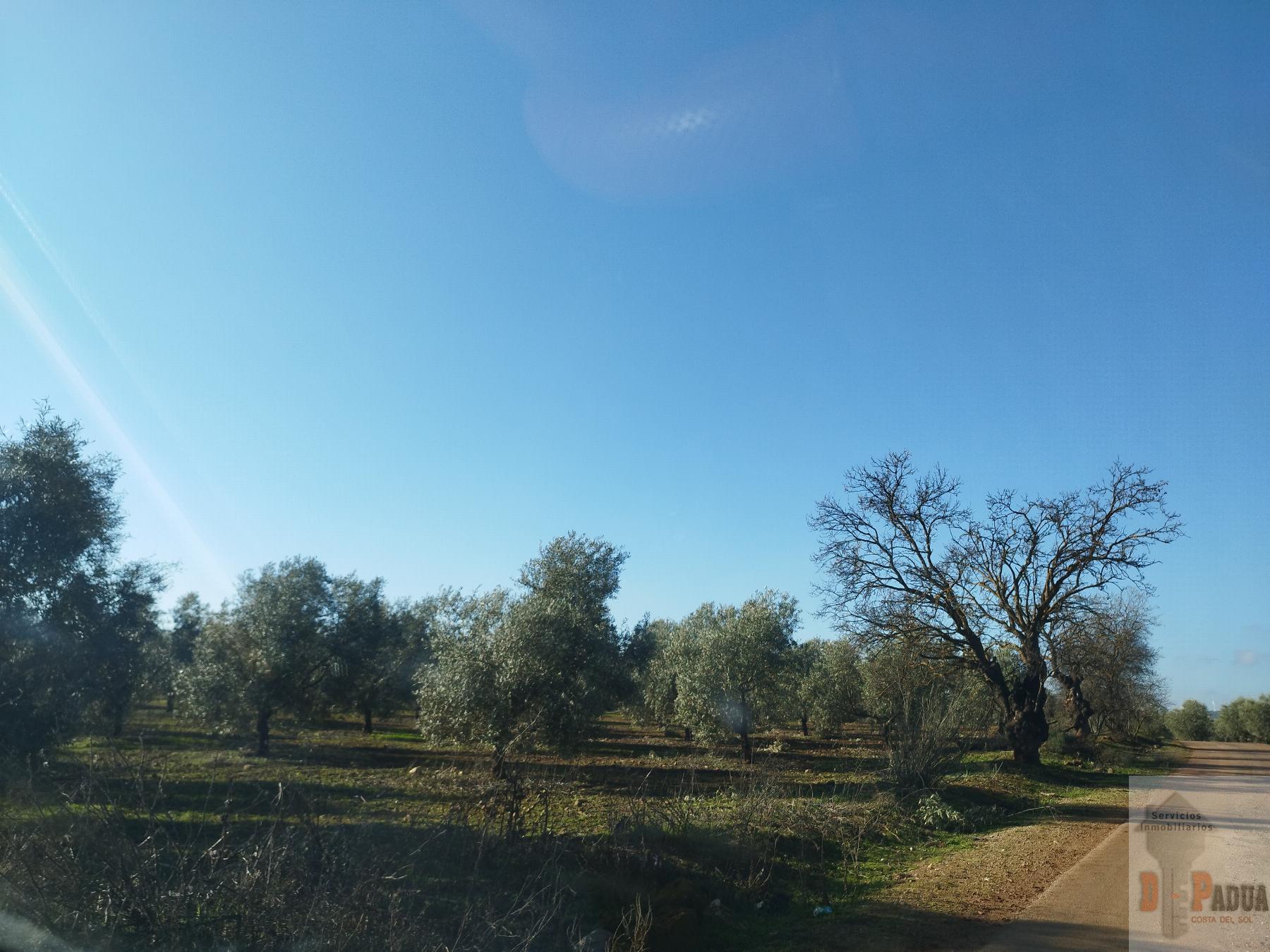 Venta de casa en Campillos