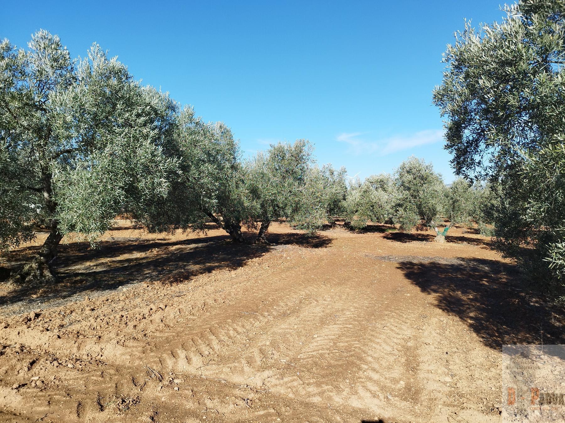 For sale of land in Campillos