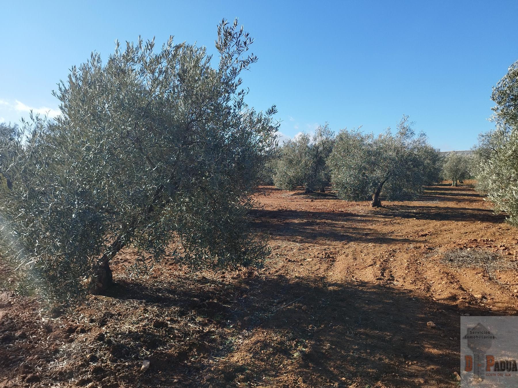 For sale of land in Campillos