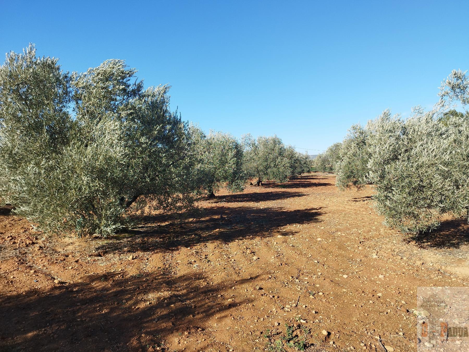 For sale of land in Campillos