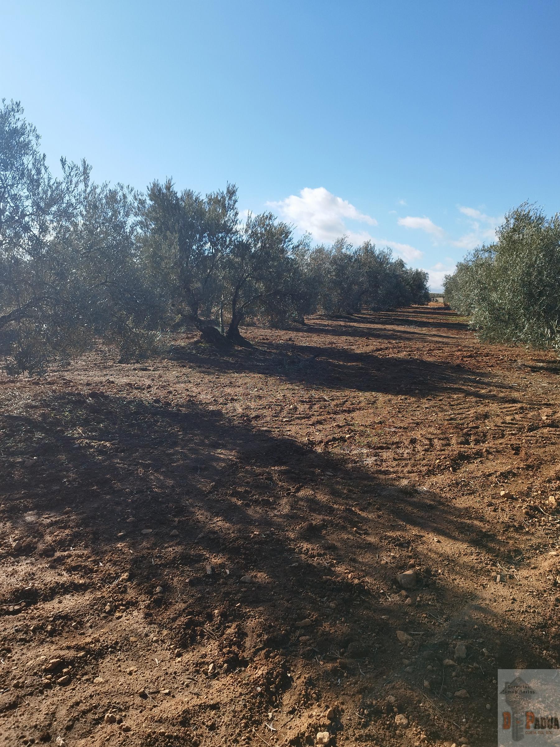 For sale of land in Campillos