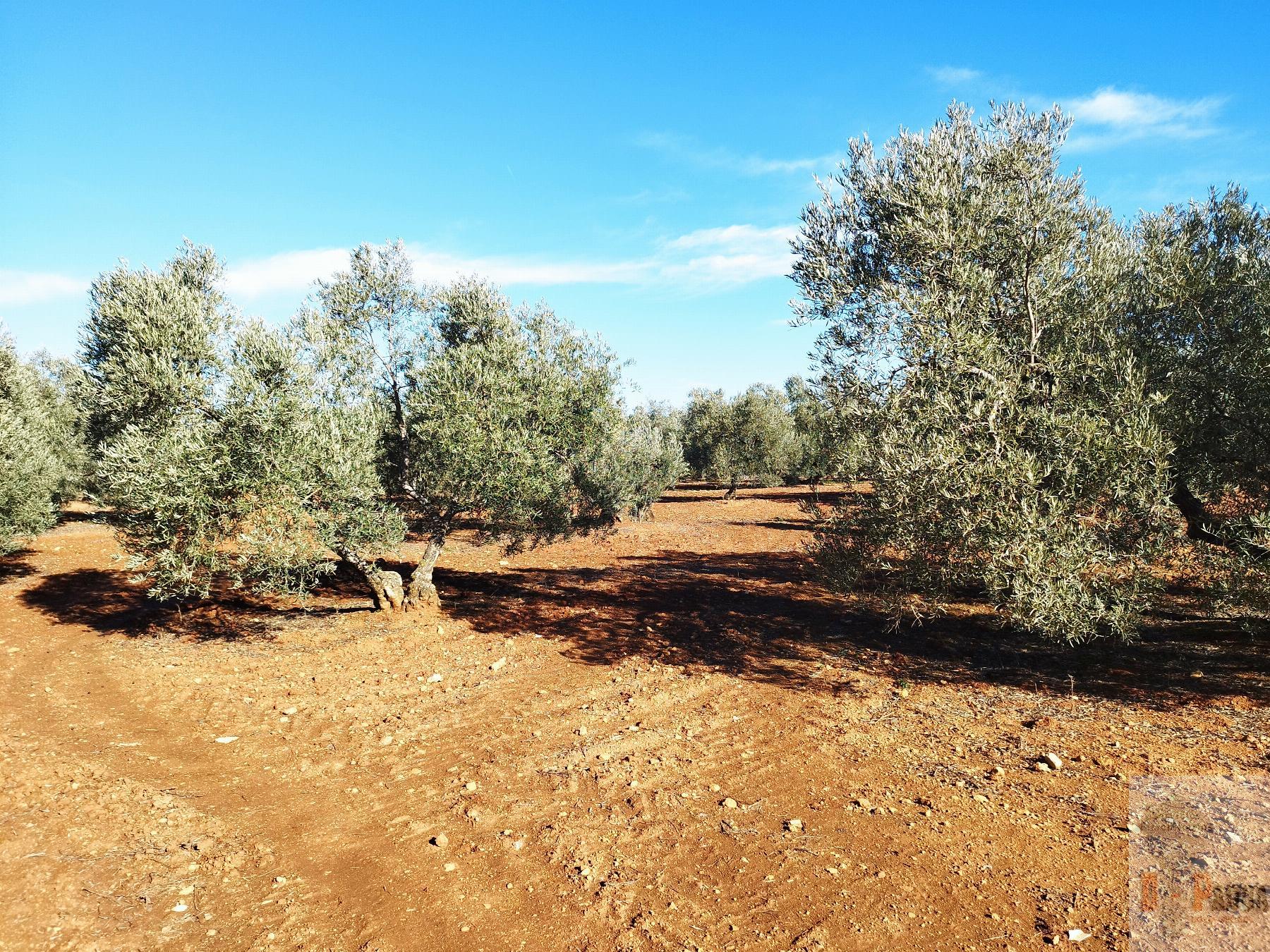 For sale of land in Campillos