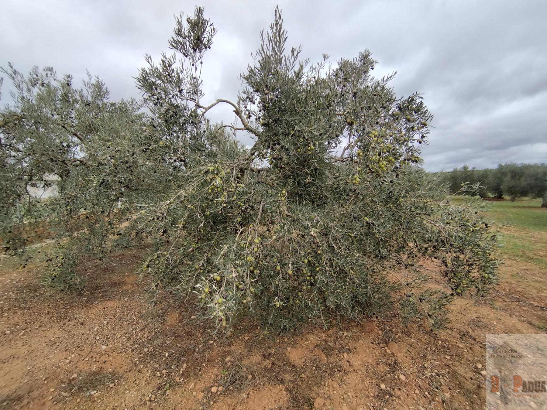 For sale of land in Campillos