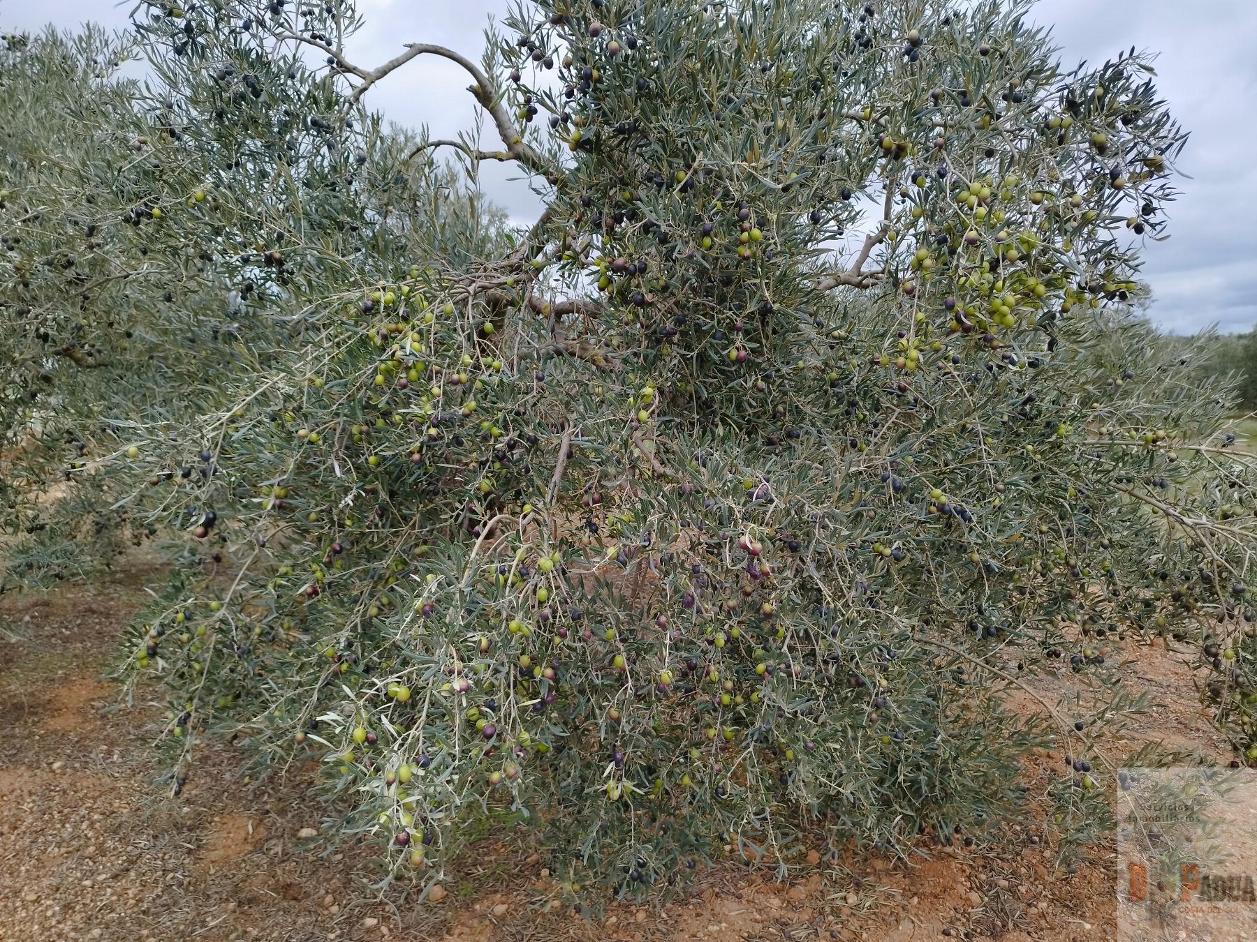 For sale of land in Campillos