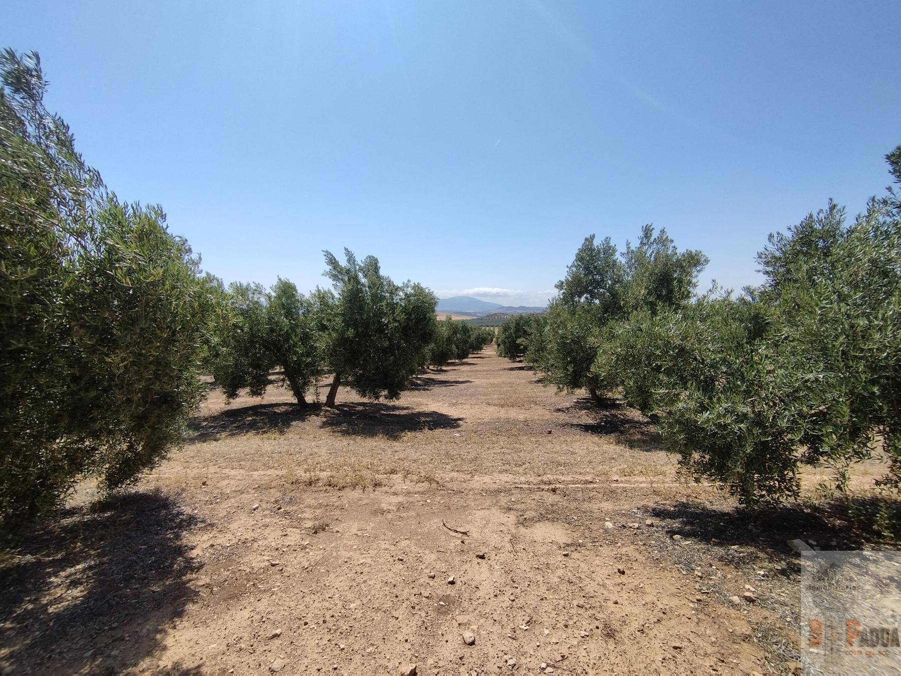 For sale of land in Campillos