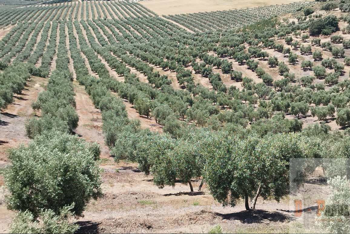 For sale of land in Campillos