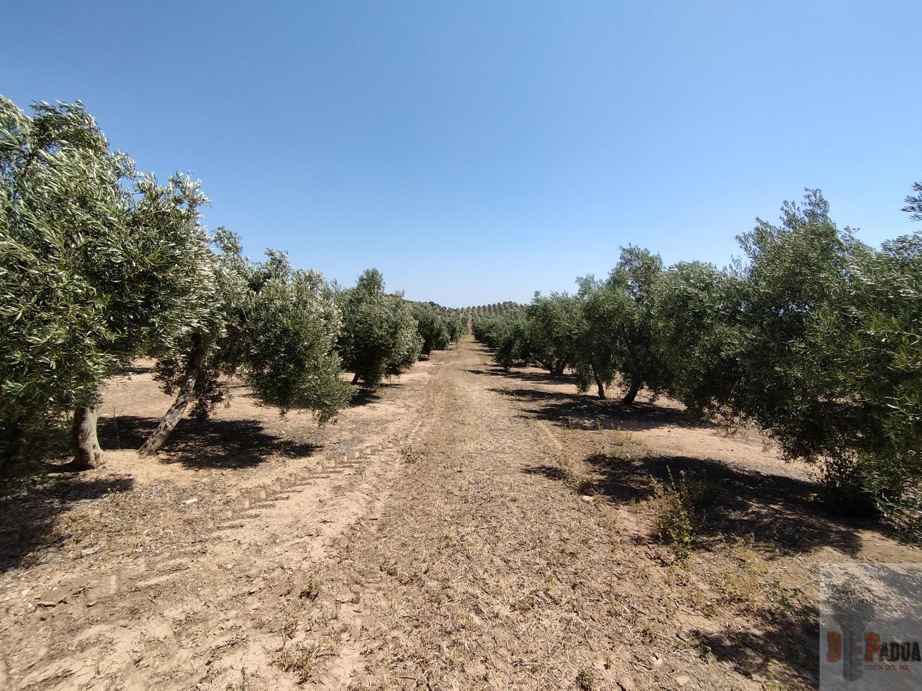 For sale of land in Campillos