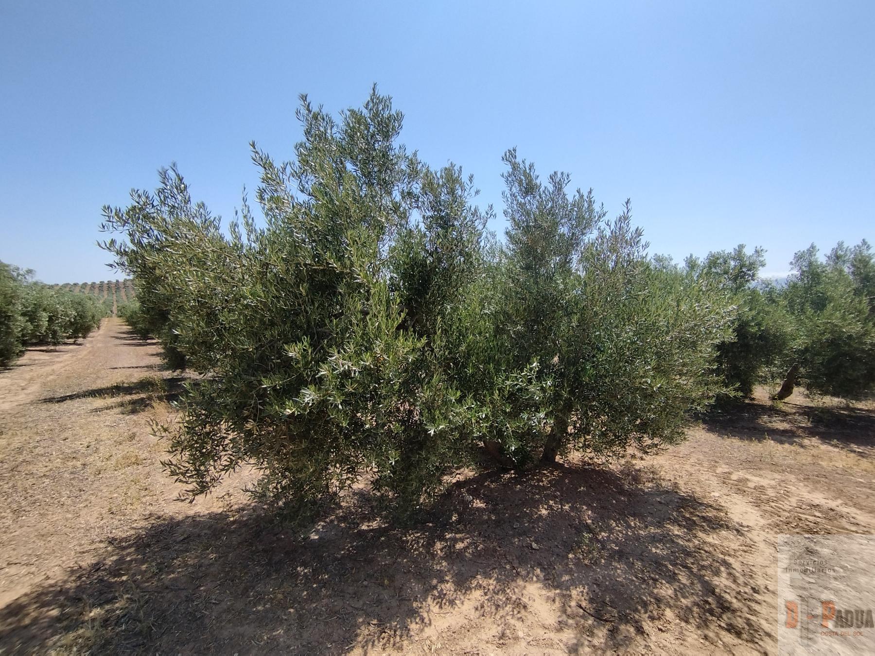 For sale of land in Campillos