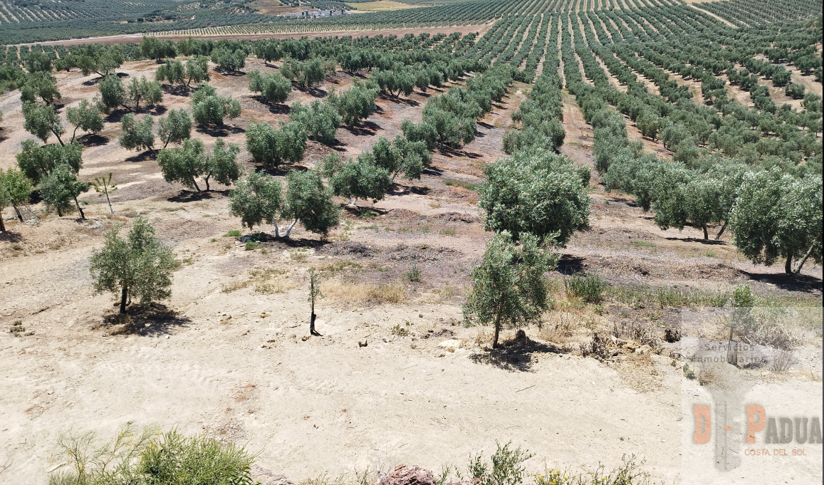 For sale of land in Campillos