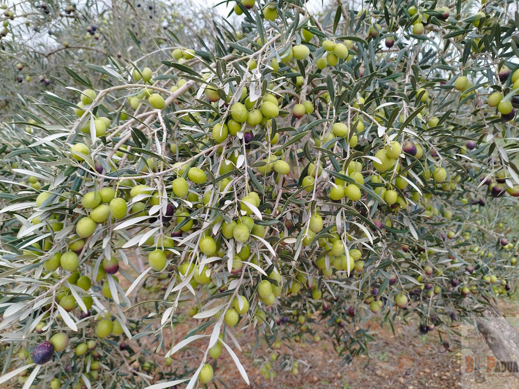 Venta de terreno en Campillos