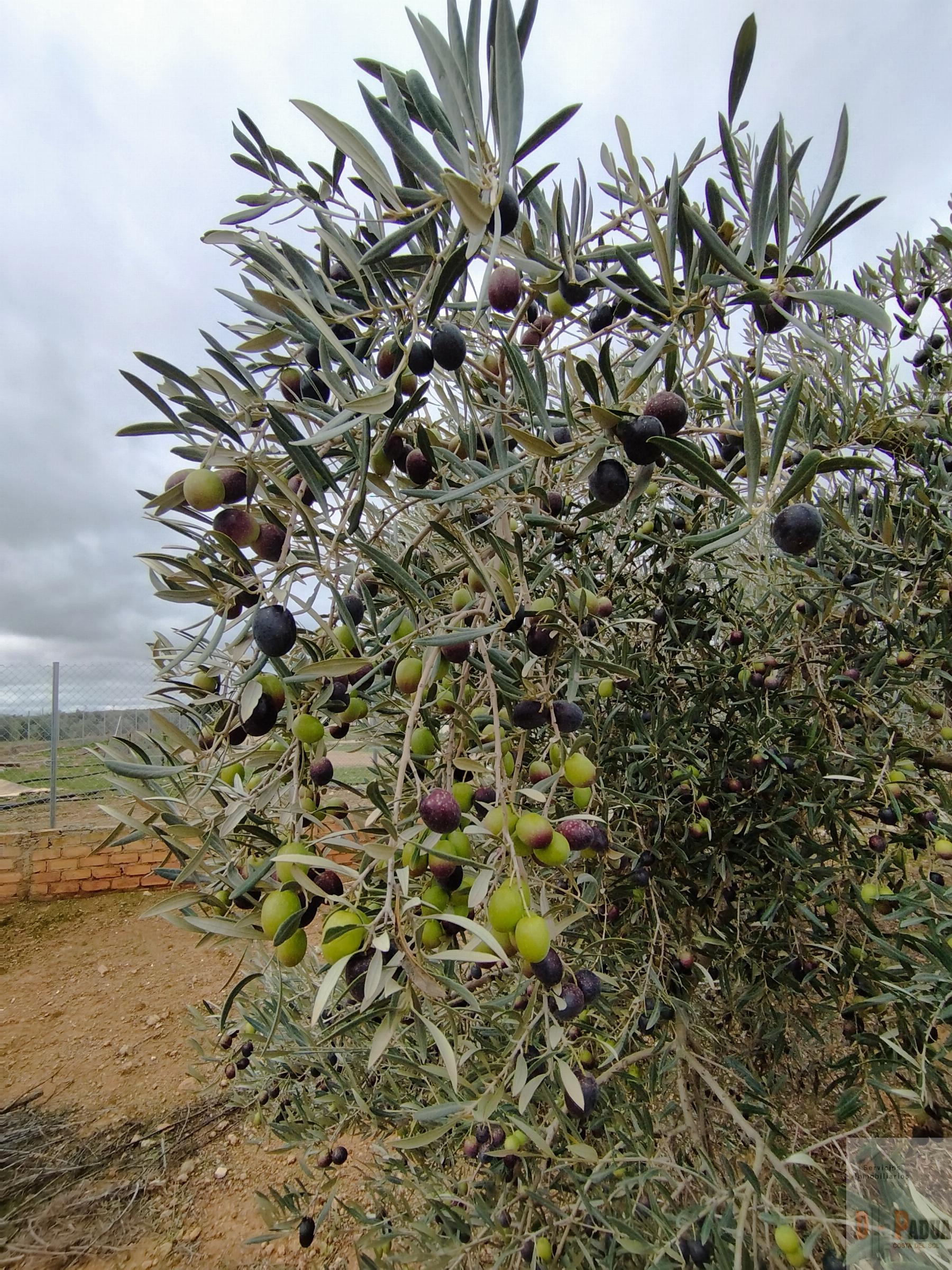 For sale of land in Campillos