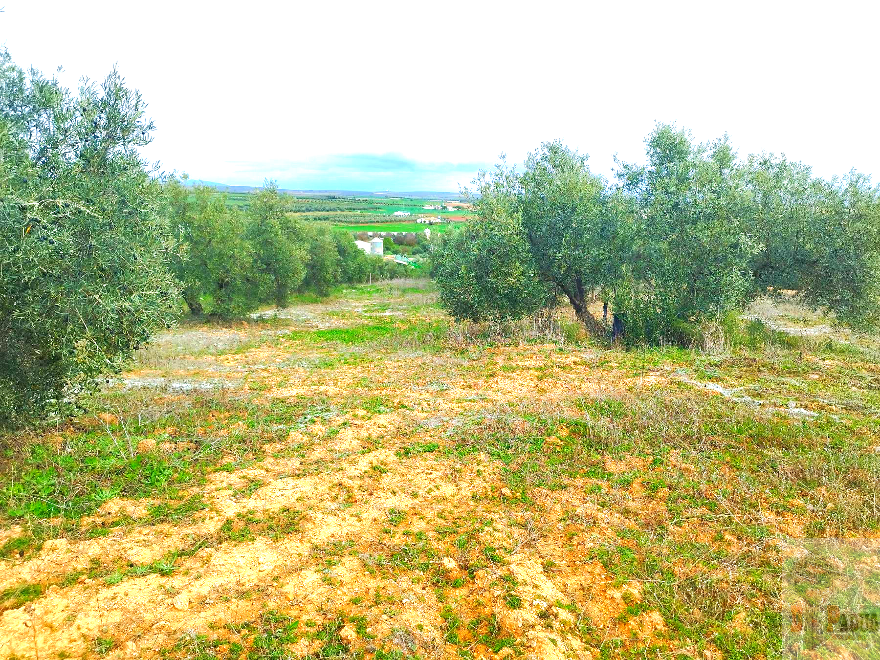 For sale of land in Campillos