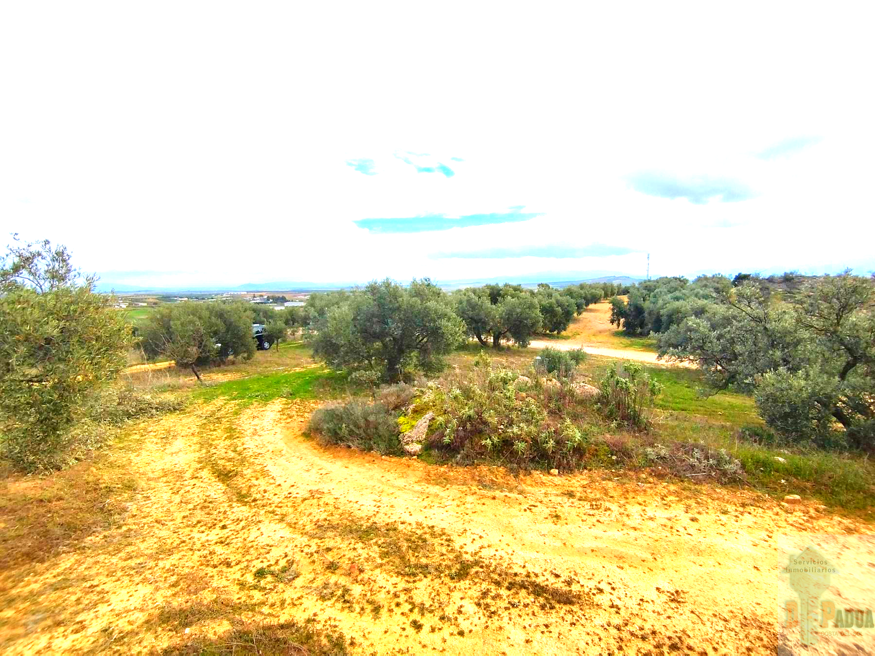 For sale of land in Campillos