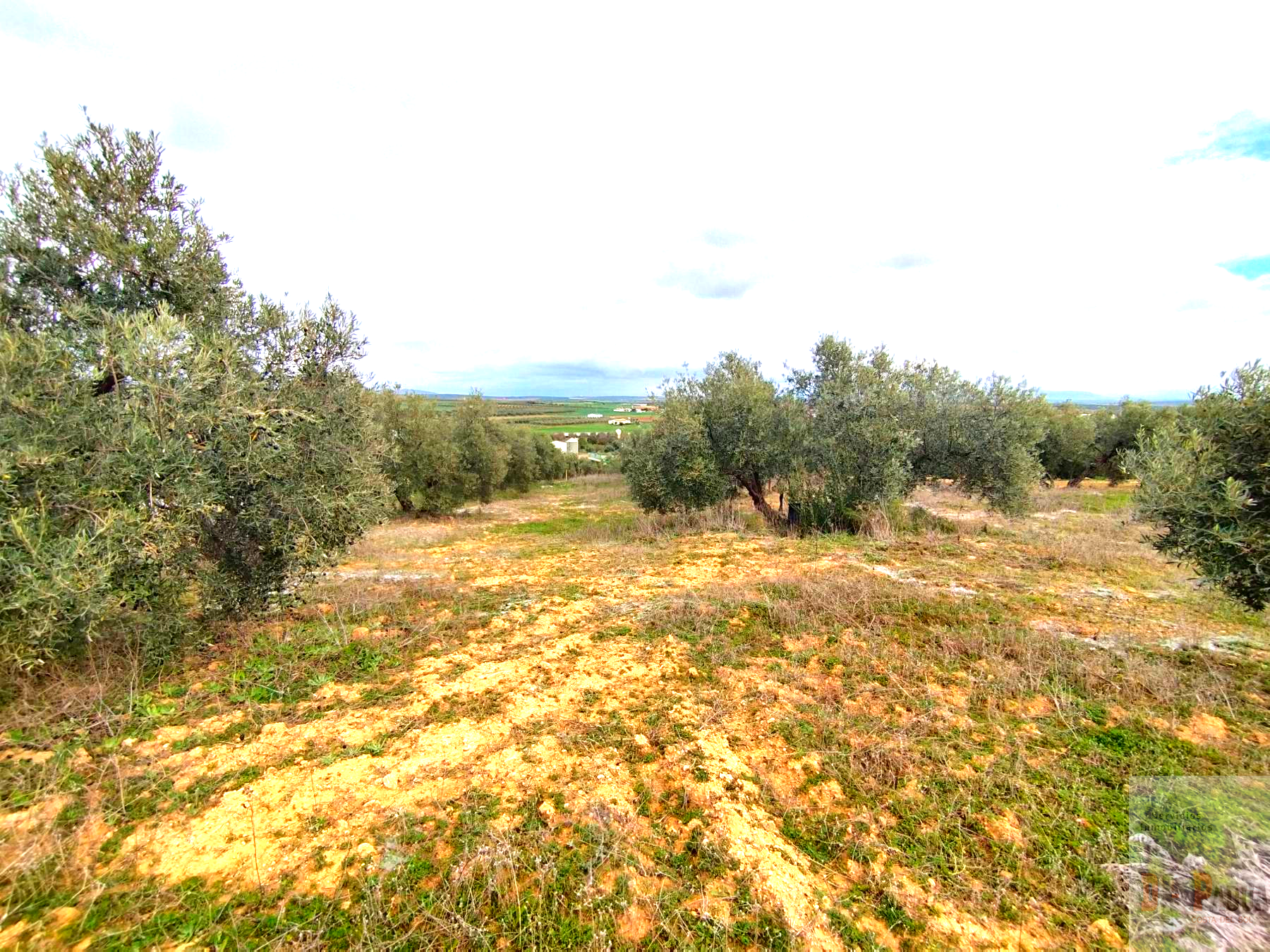 For sale of land in Campillos