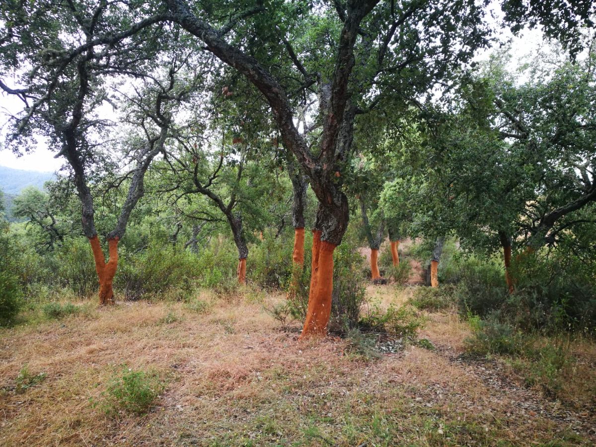 Venta de finca rústica en Alájar