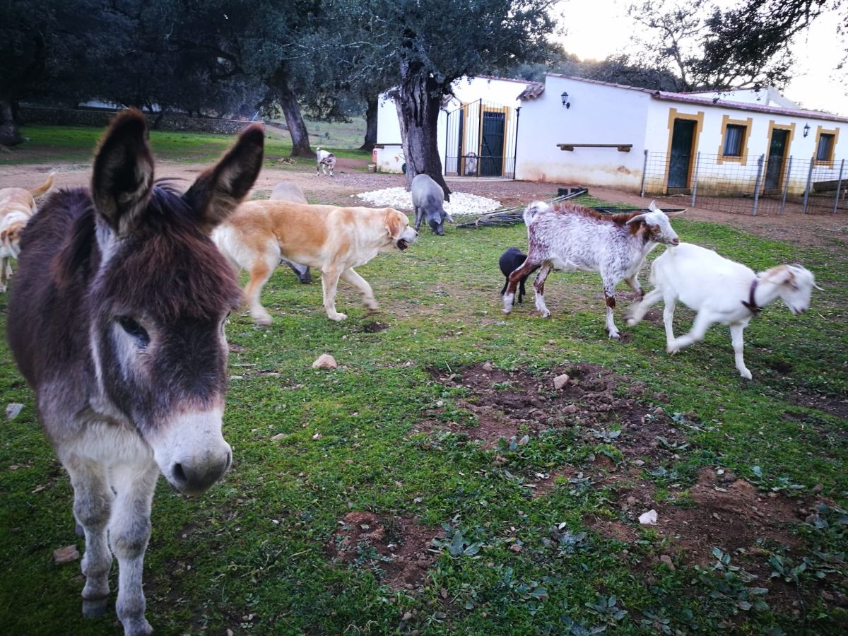 Venta de finca rústica en Alájar