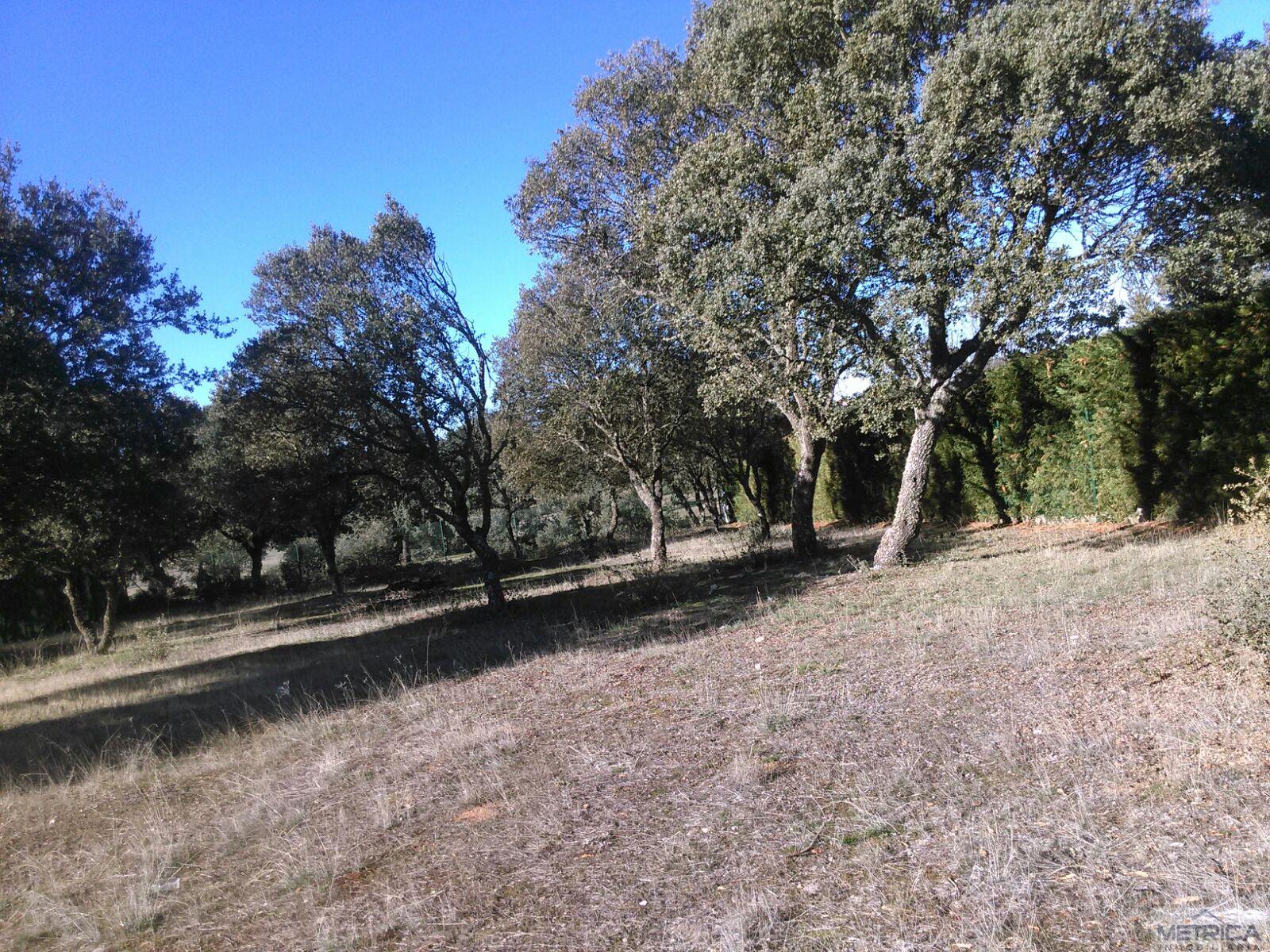 For sale of land in Buenavista