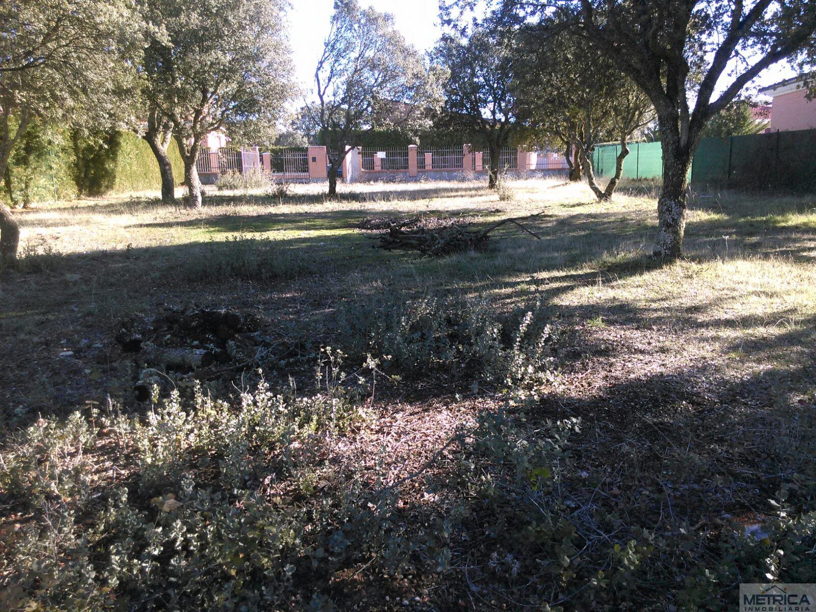 For sale of land in Buenavista