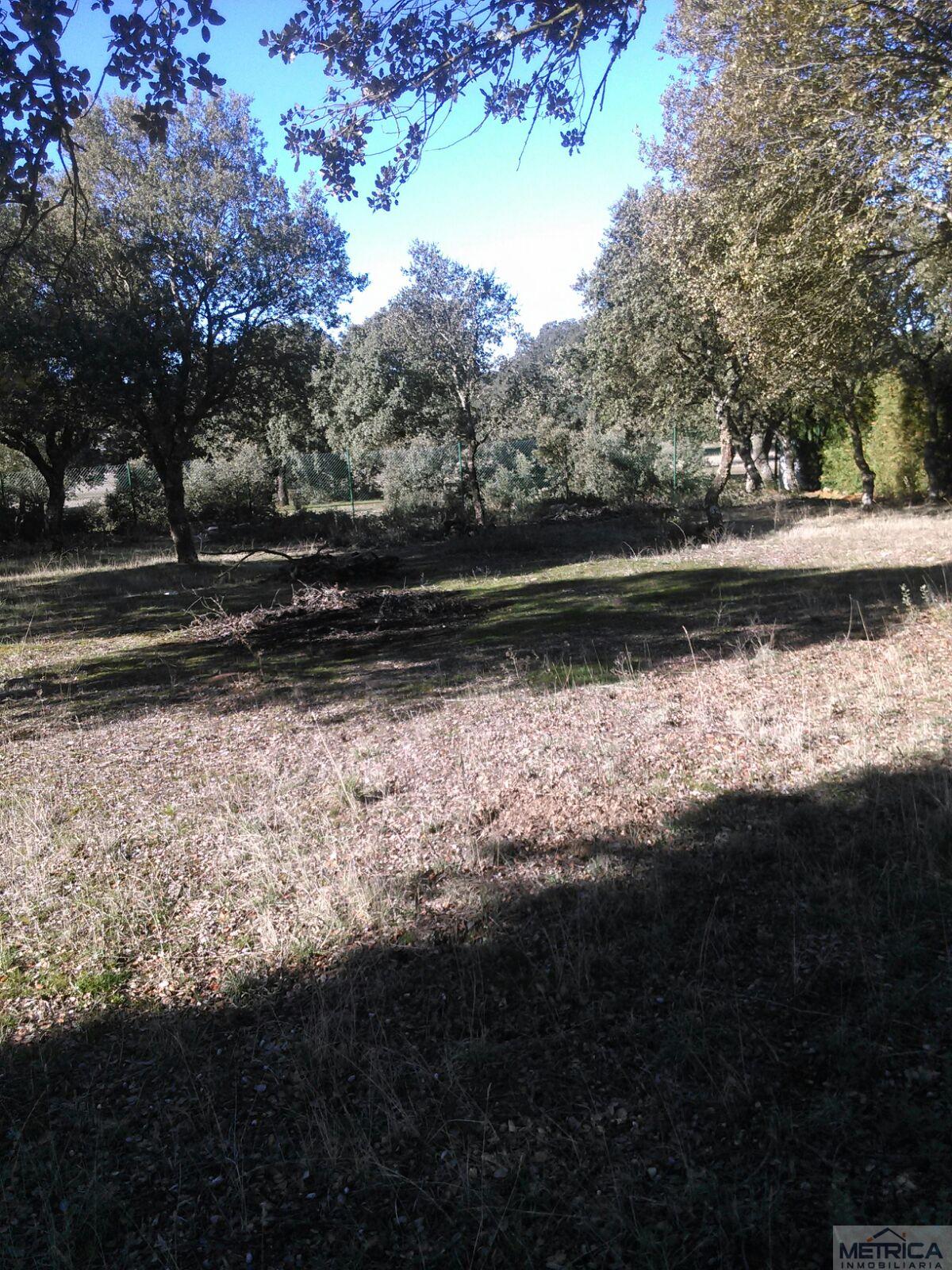 For sale of land in Buenavista