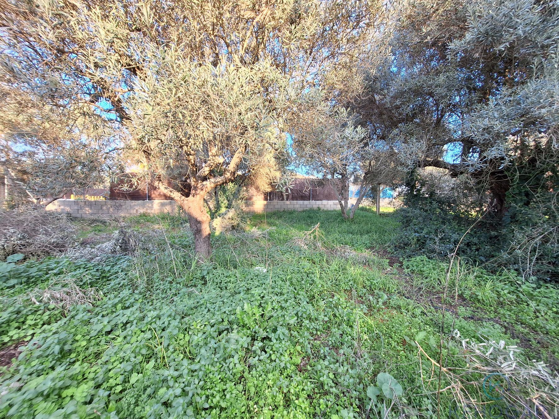 Venta de finca rústica en Dos Hermanas