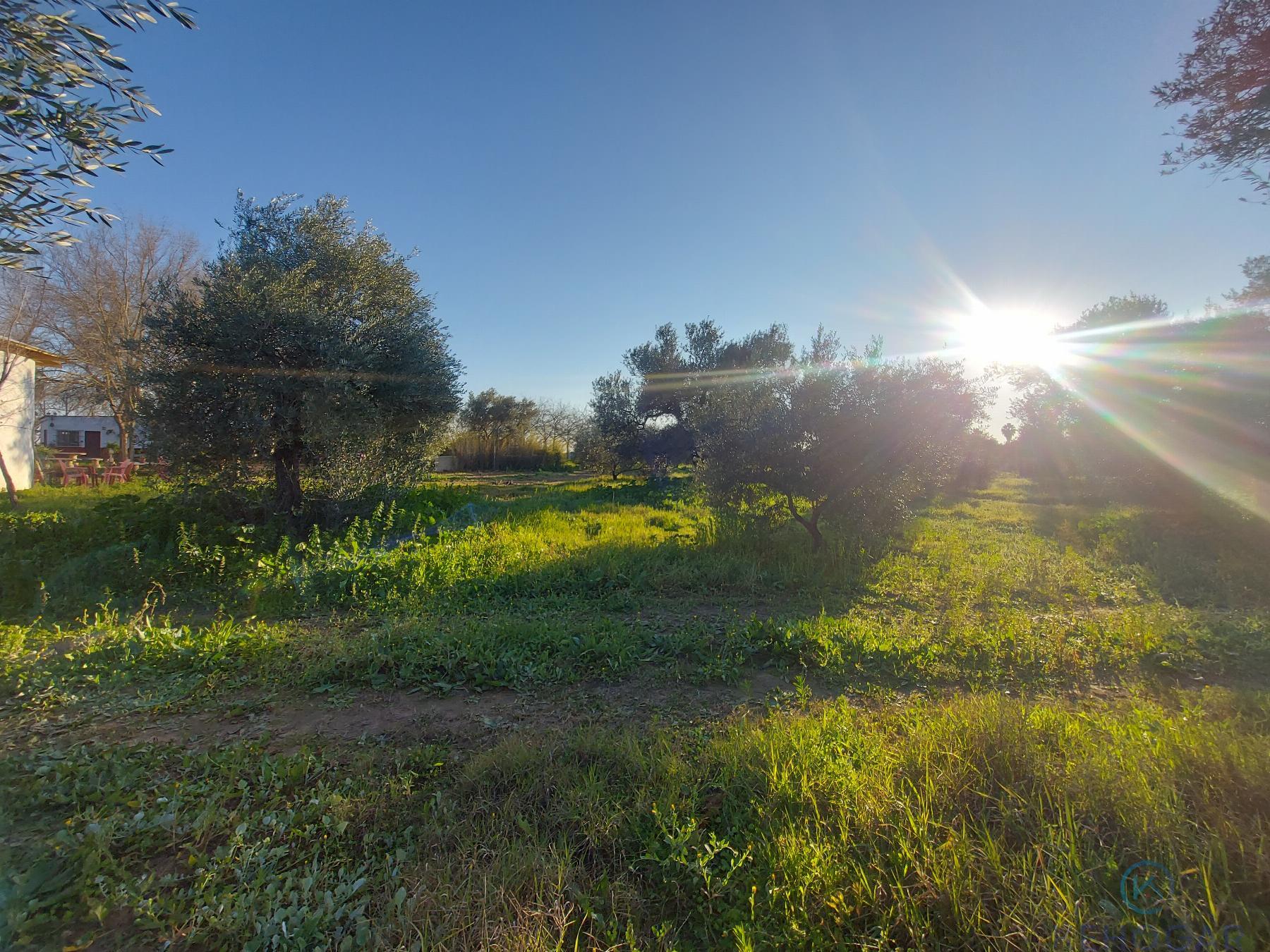 For sale of rural property in Dos Hermanas