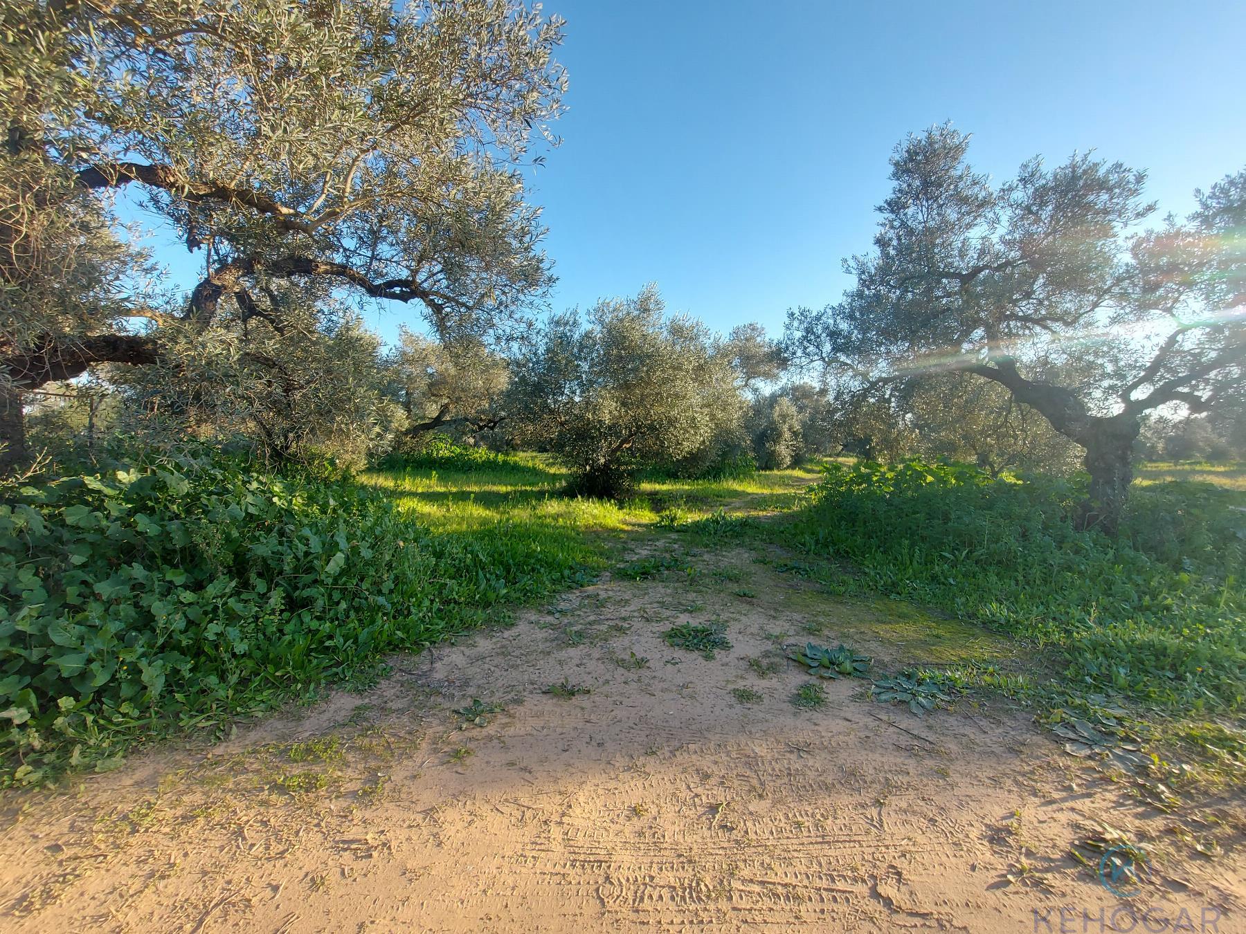 For sale of rural property in Dos Hermanas