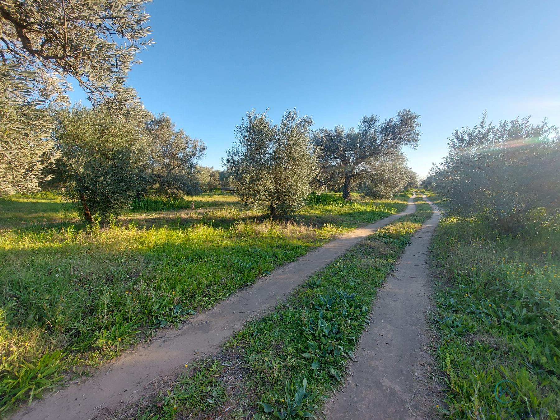 Venta de finca rústica en Dos Hermanas