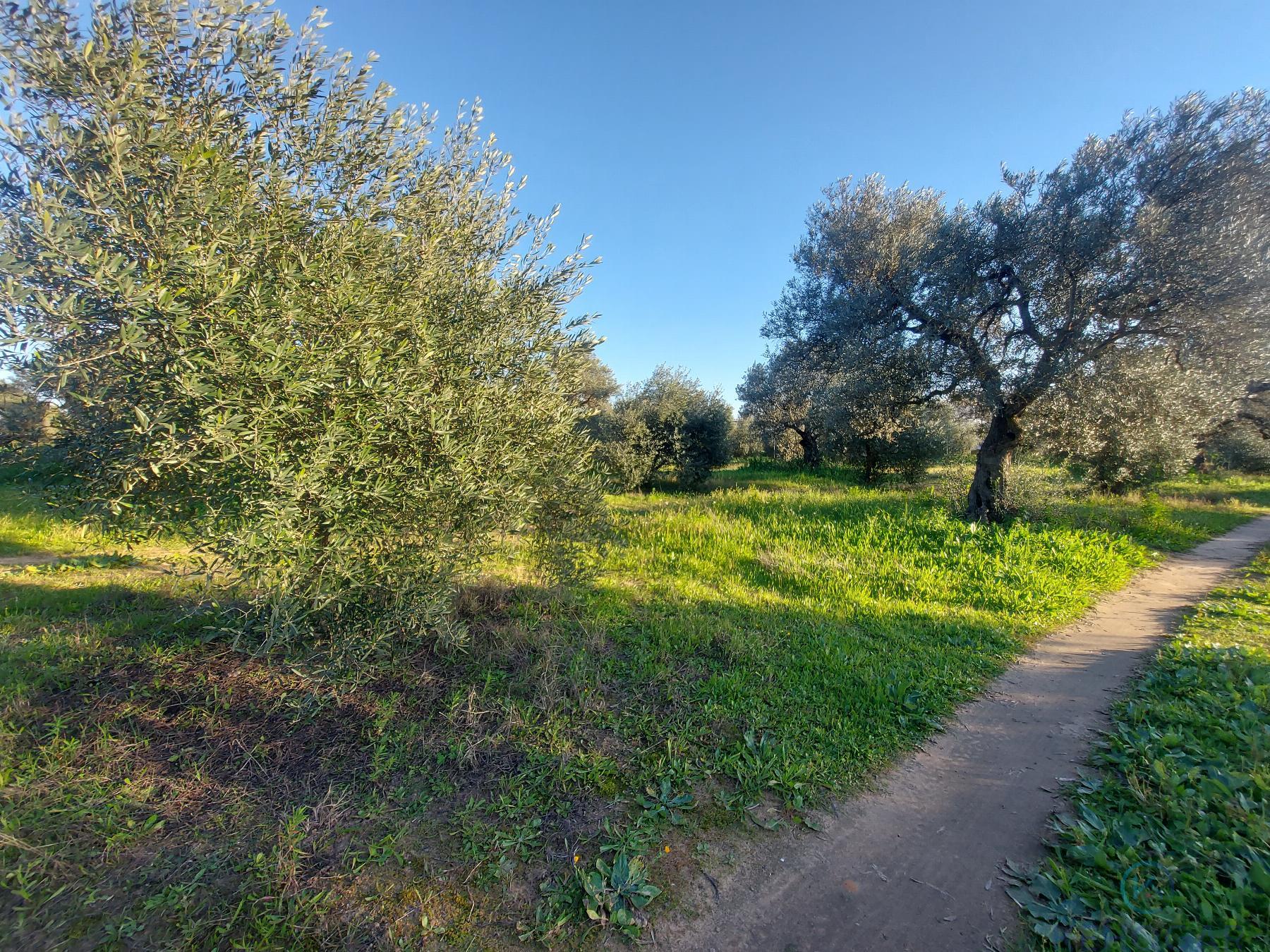 Venta de finca rústica en Dos Hermanas