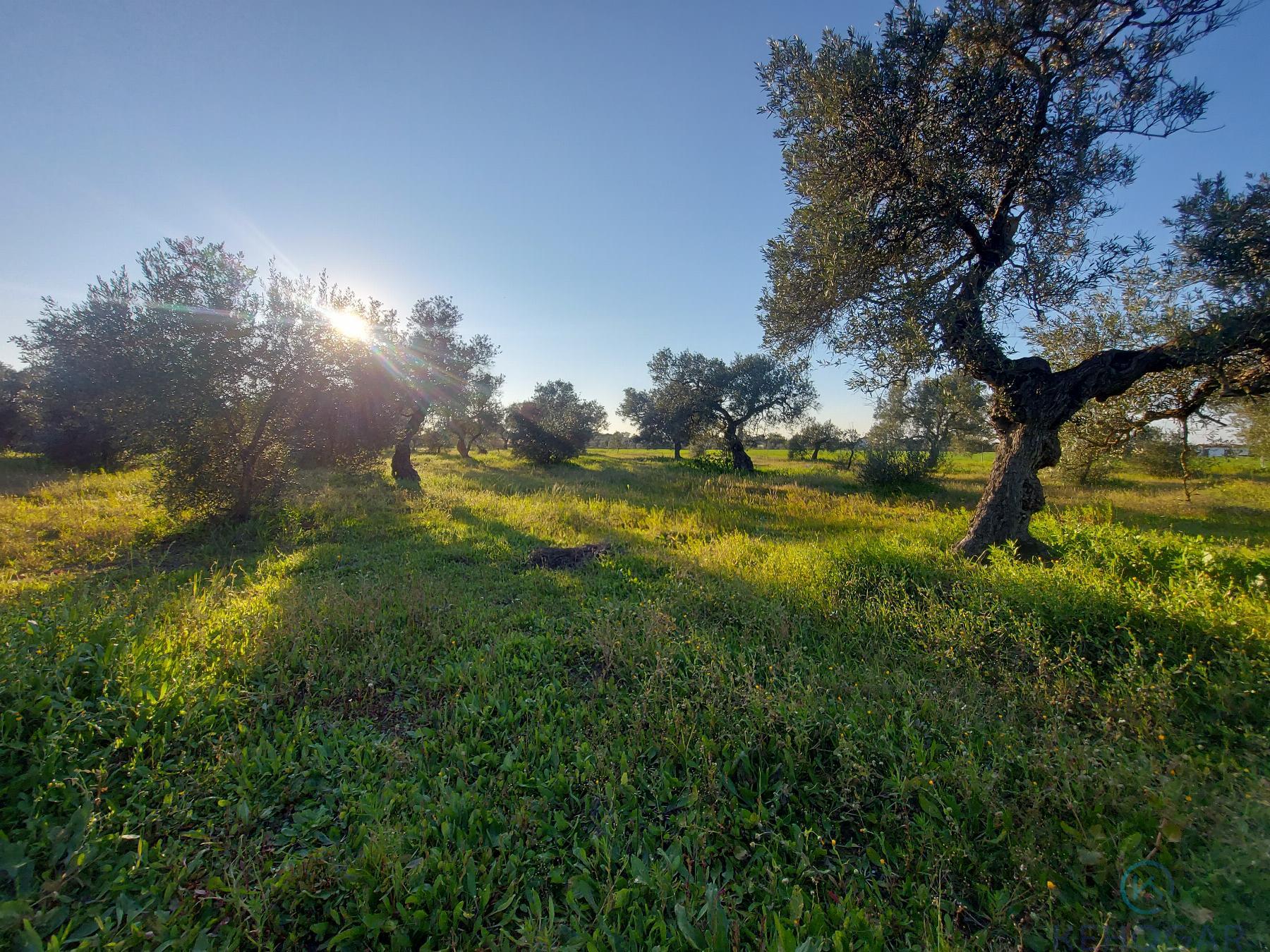 Venta de finca rústica en Dos Hermanas