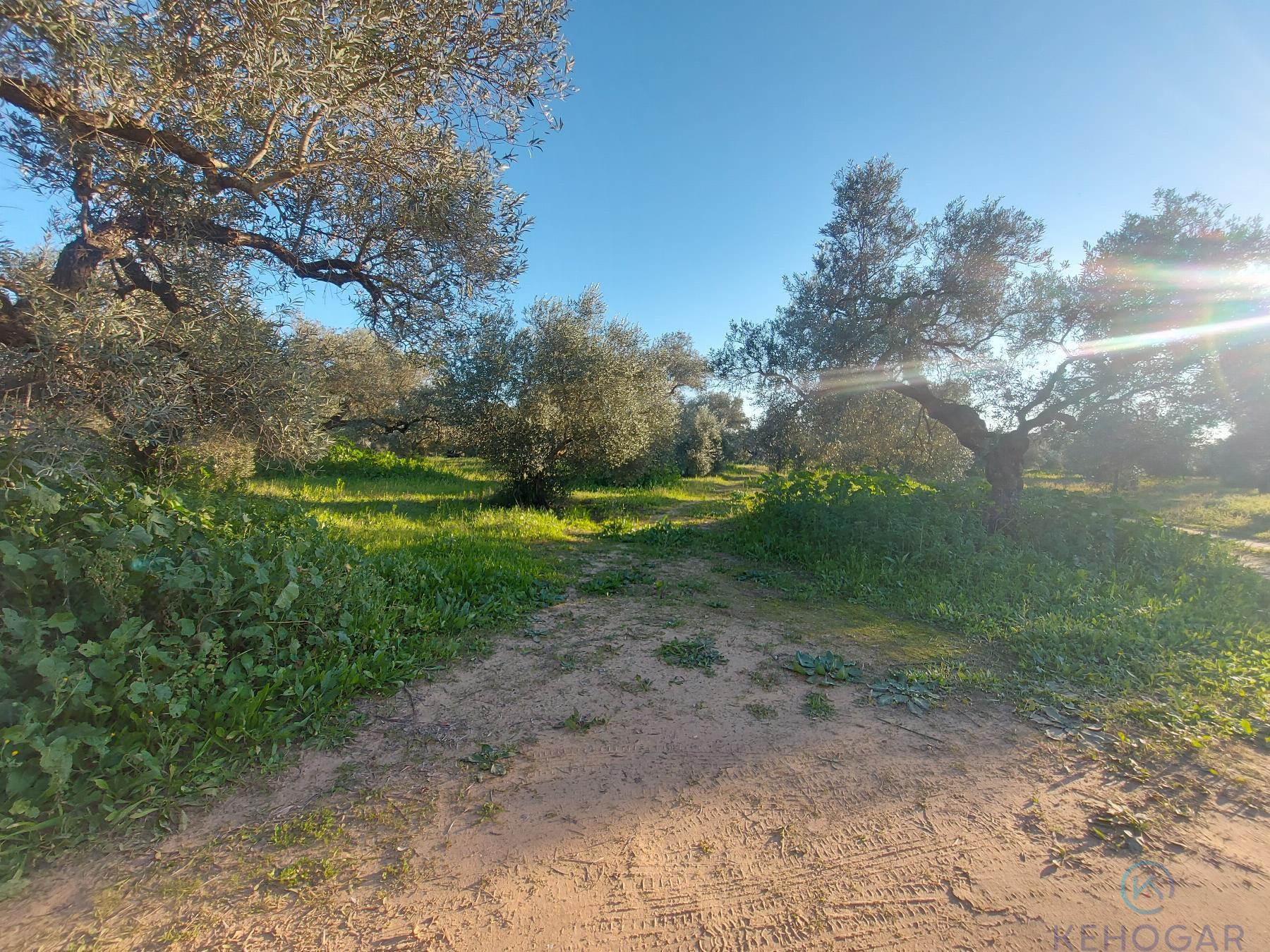 Venta de finca rústica en Dos Hermanas