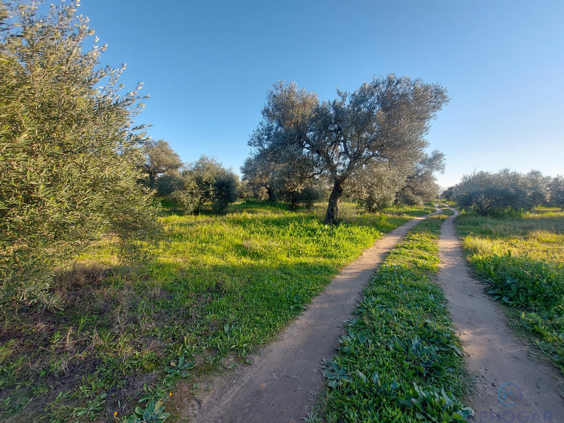 Venta de finca rústica en Dos Hermanas