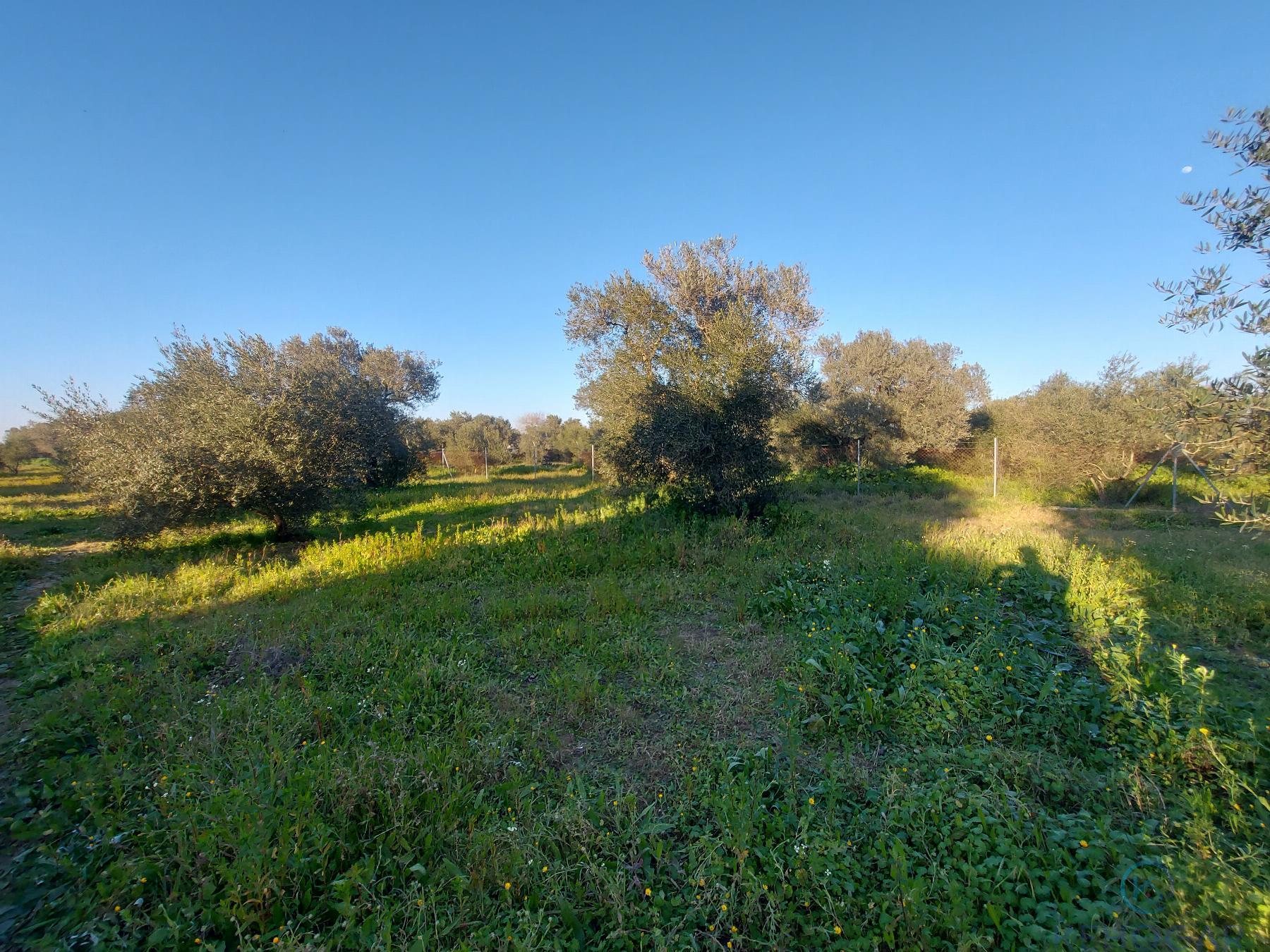 Venta de finca rústica en Dos Hermanas