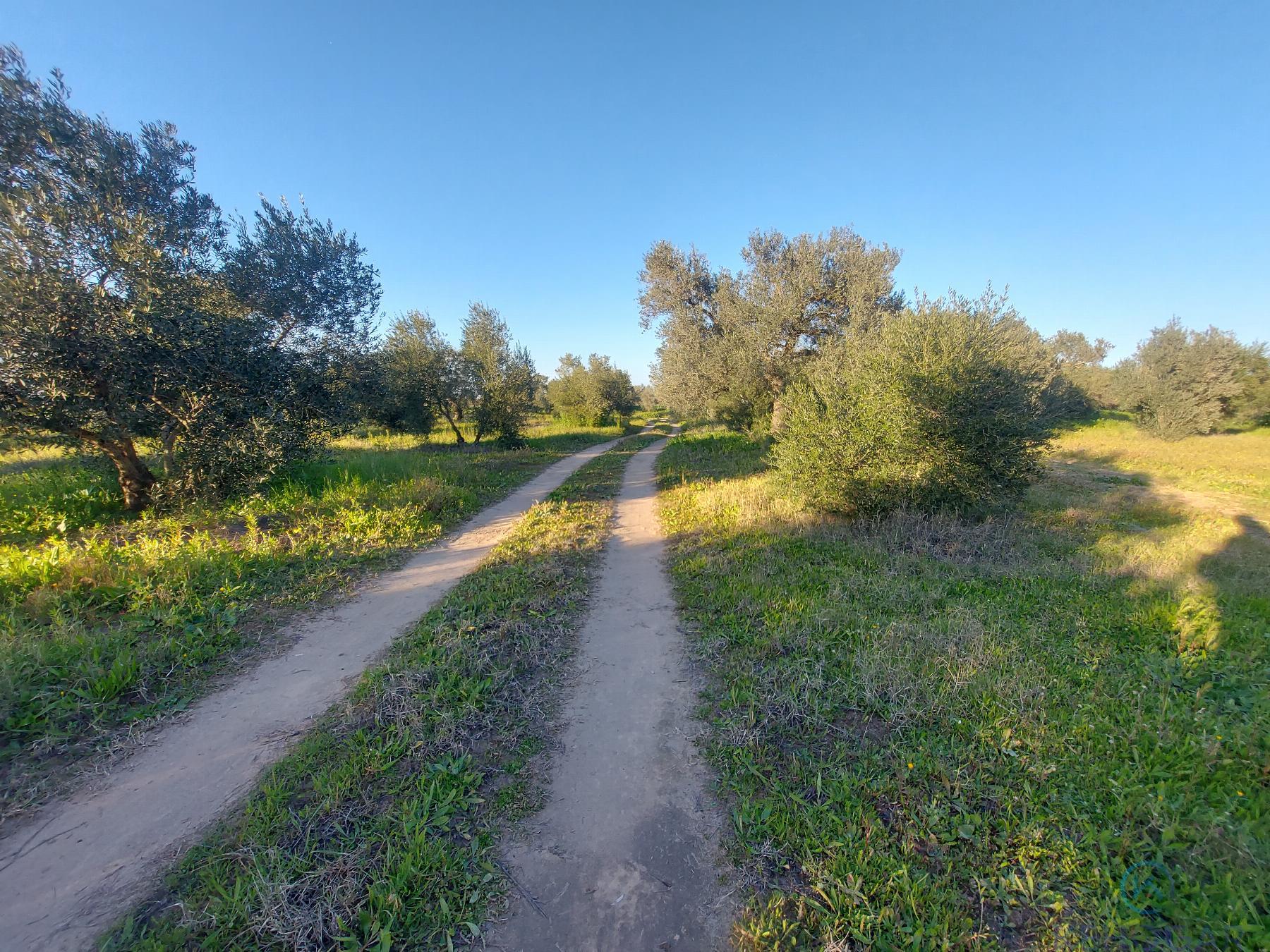 Venta de finca rústica en Dos Hermanas