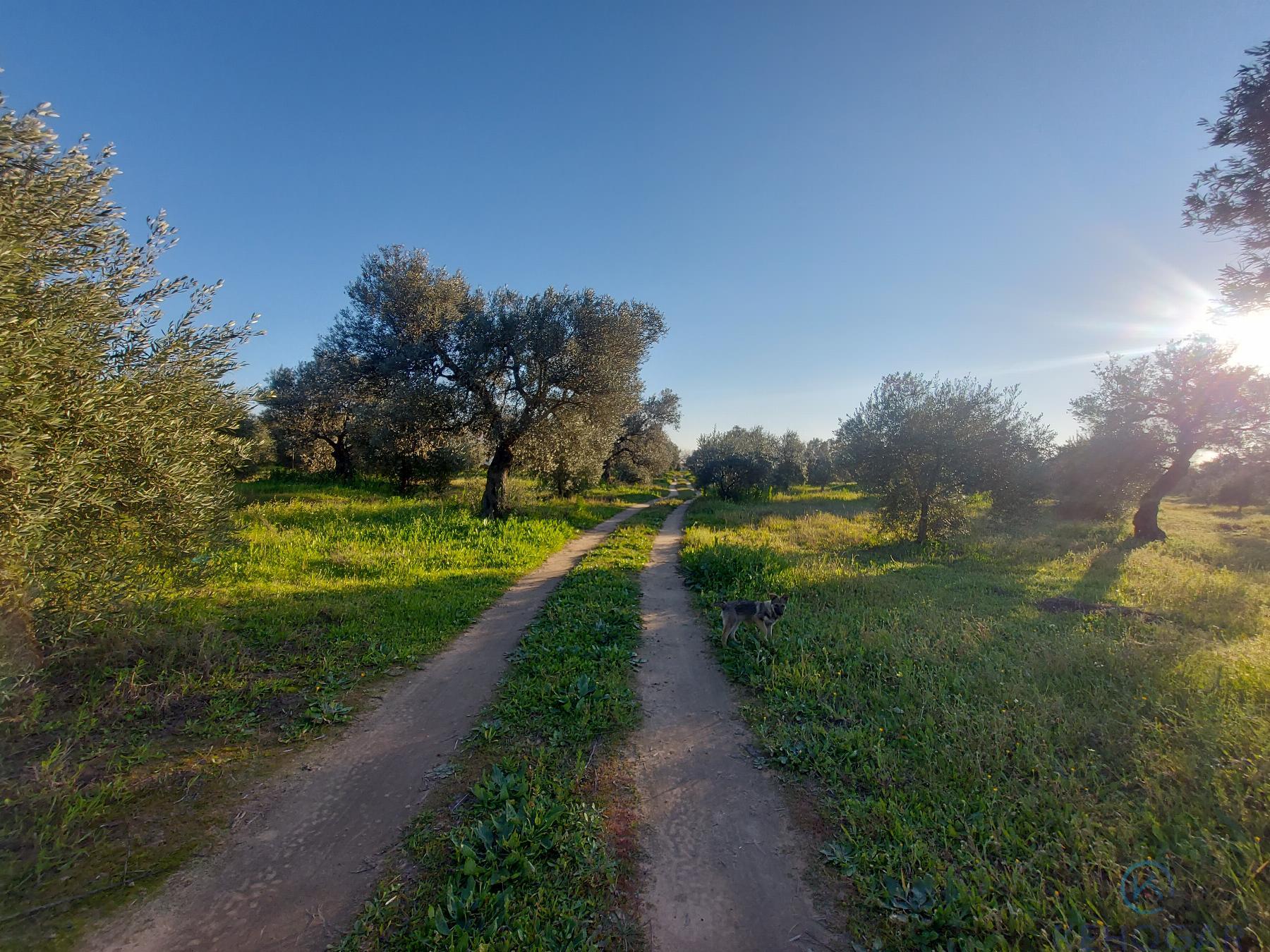 Venta de finca rústica en Dos Hermanas