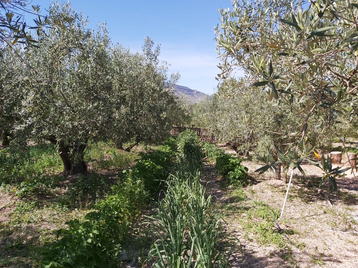 For sale of chalet in Caudete