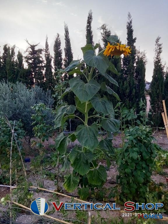 Venta de chalet en Caudete