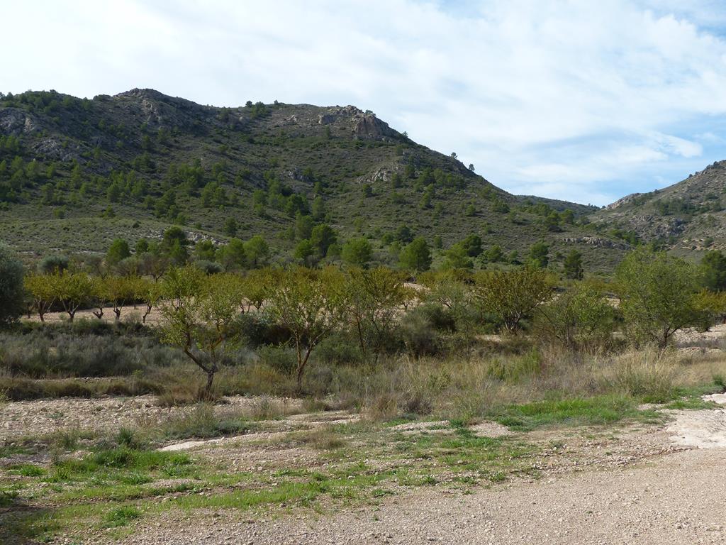 For sale of rural property in Yecla