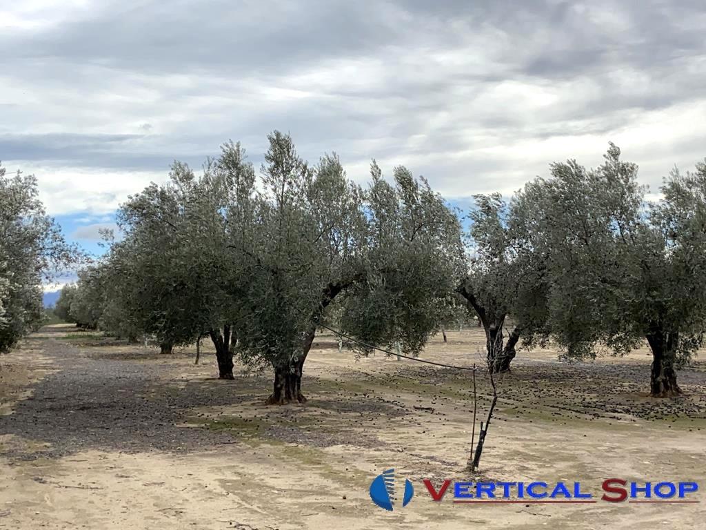 For sale of flat in Caudete