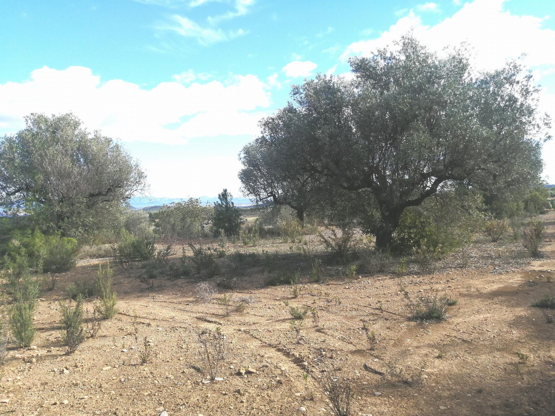 For sale of rural property in Cheste