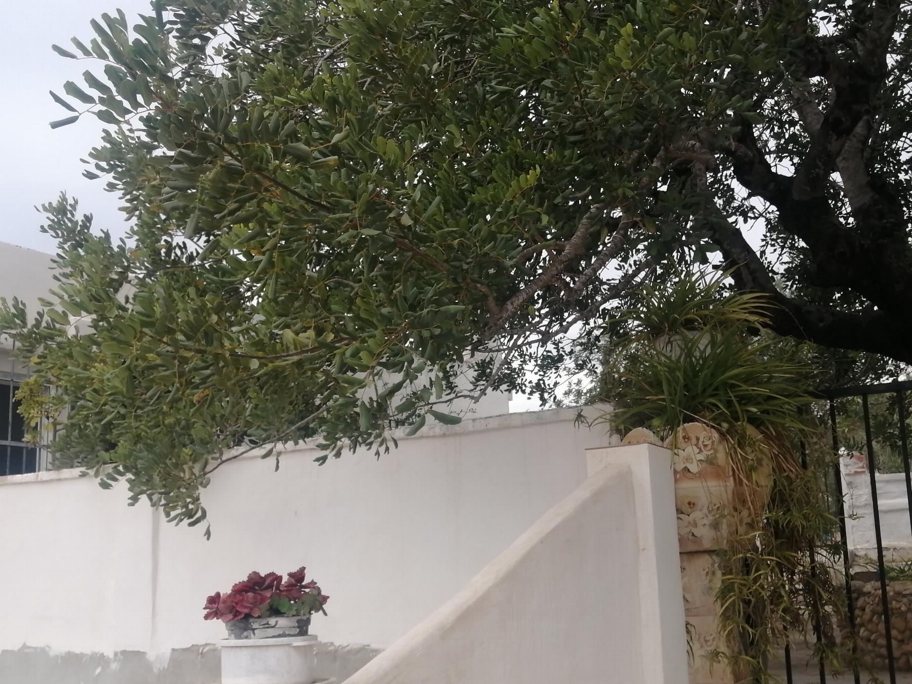Venta de chalet en Cheste