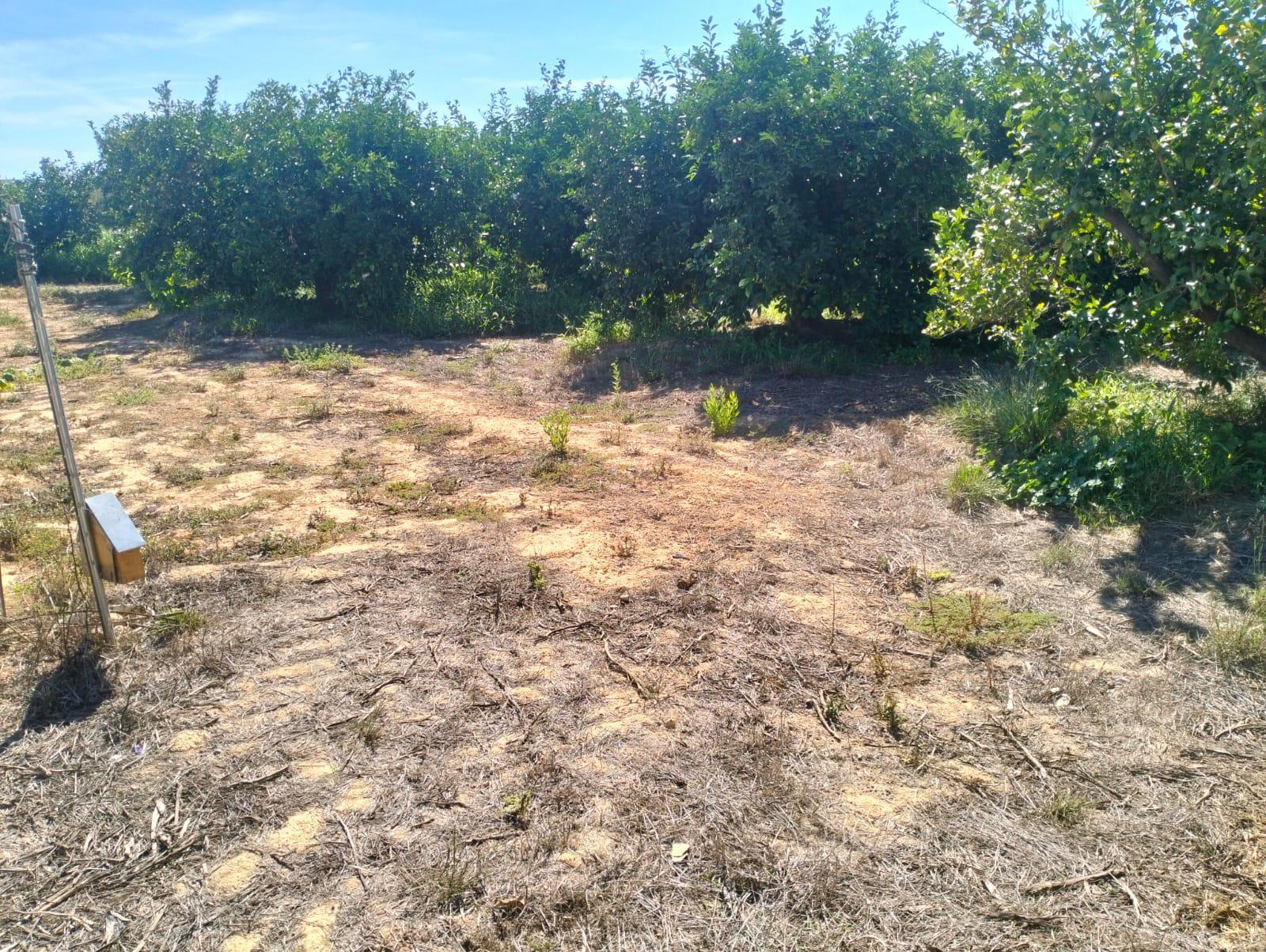 Venta de finca rústica en Cheste