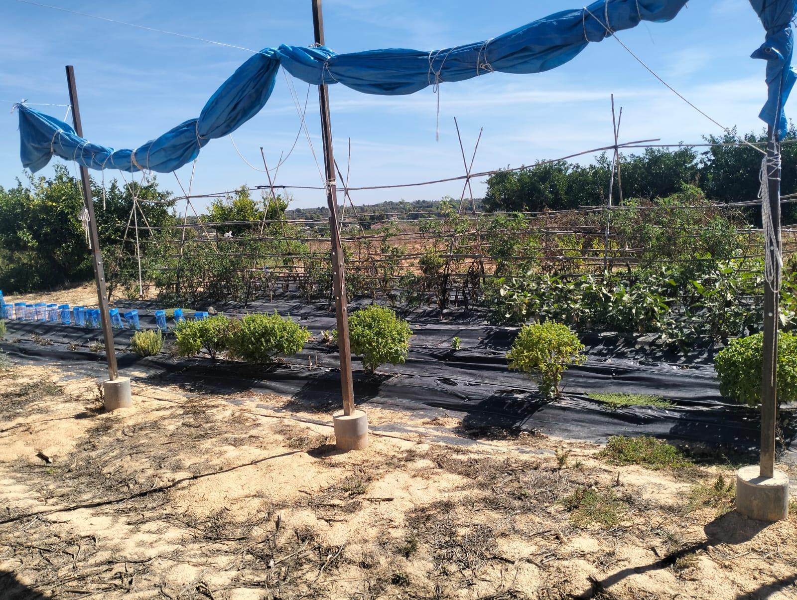 Venta de finca rústica en Cheste