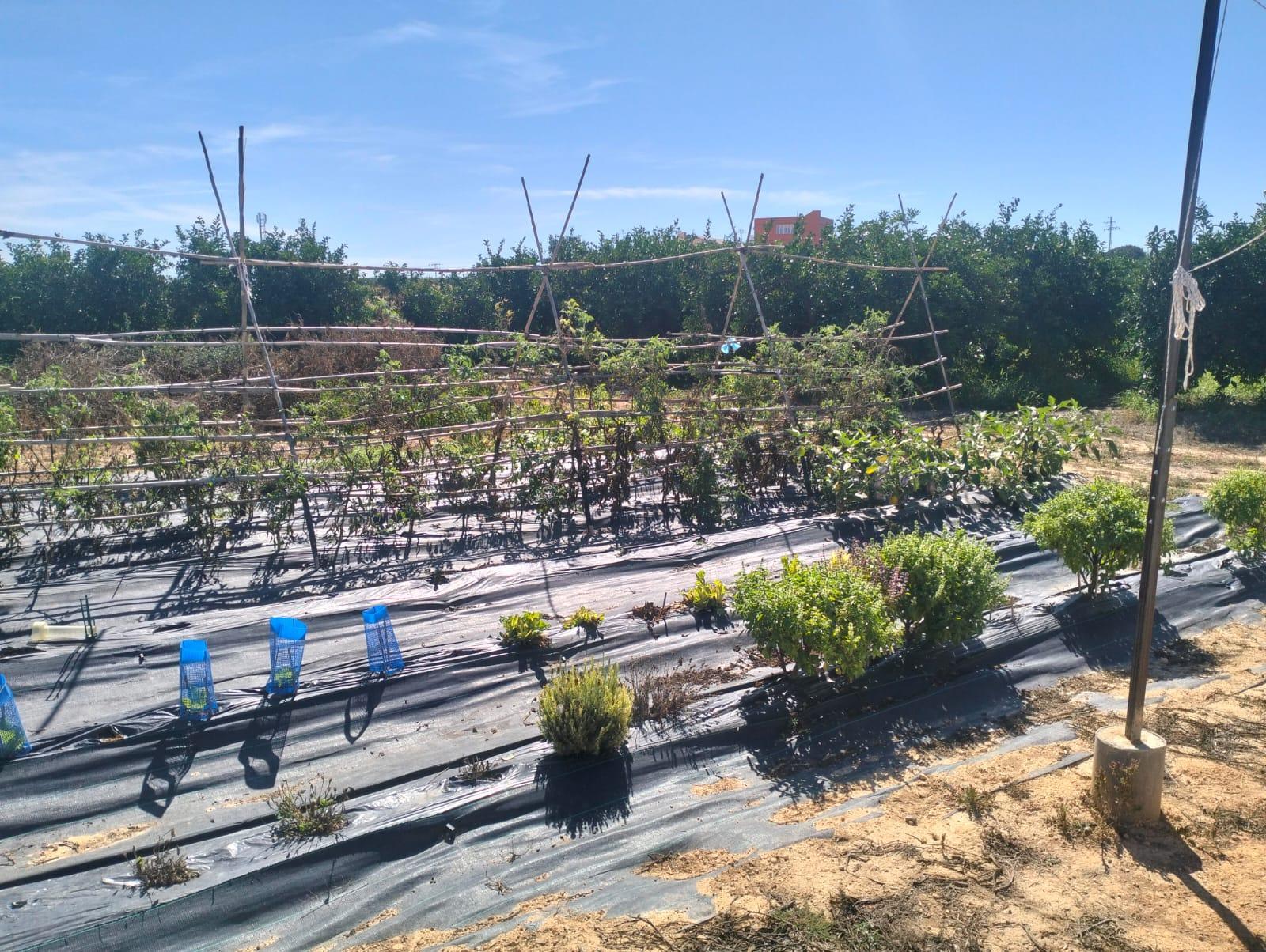 Venta de finca rústica en Cheste