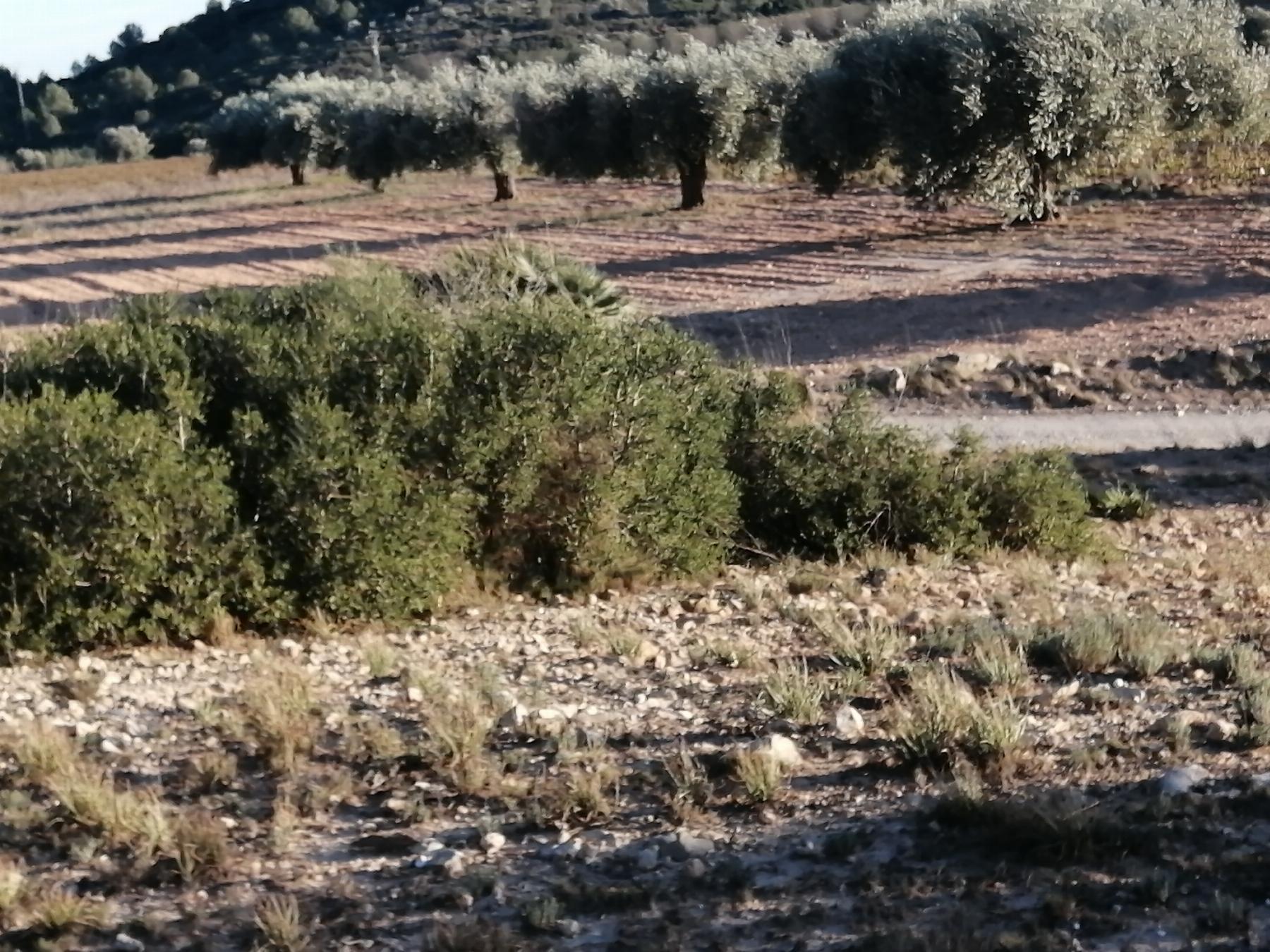 Venta de terreno en Cheste