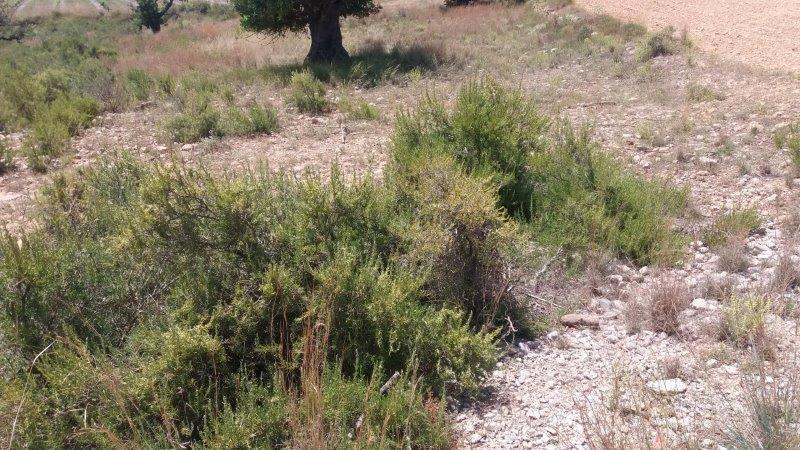 Venta de terreno en Cheste