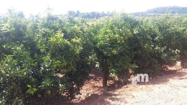 Venta de finca rústica en Cheste