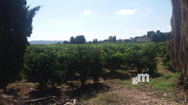Venta de finca rústica en Cheste