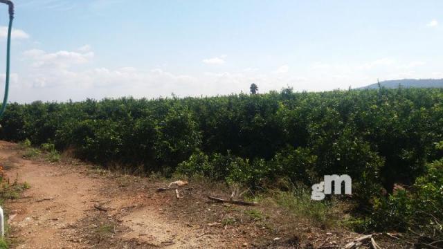 Venta de finca rústica en Cheste