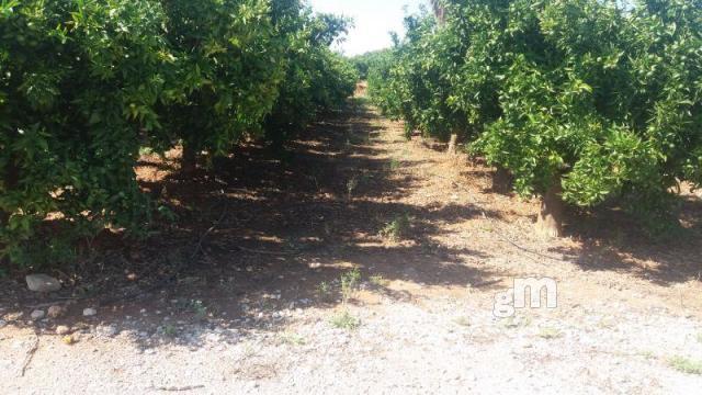 Venta de finca rústica en Cheste